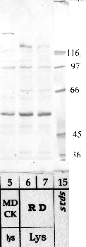 Anti-TMPRSS7 Rabbit Polyclonal Antibody