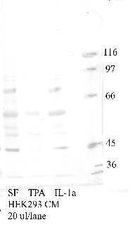 Anti-TMPRSS6 Rabbit Polyclonal Antibody