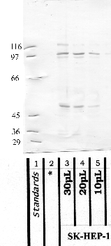 Anti-MASP1 Rabbit Polyclonal Antibody