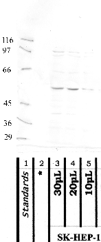 Anti-MASP1 Rabbit Polyclonal Antibody