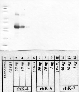 Anti-KLK4 Rabbit Polyclonal Antibody