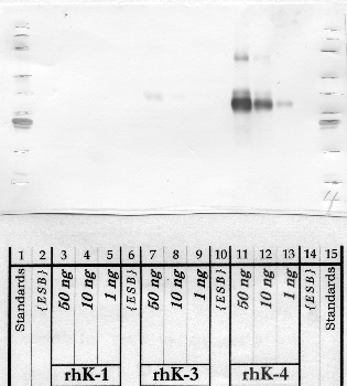 Anti-KLK4 Rabbit Polyclonal Antibody