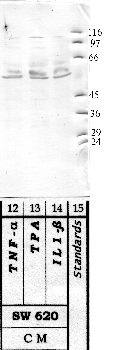 Anti-HTRA2 Rabbit Polyclonal Antibody