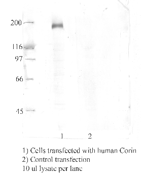 Anti-CORIN Rabbit Polyclonal Antibody