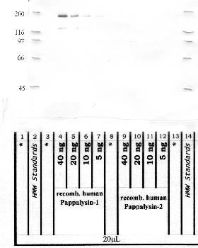 Anti-PAPPA Rabbit Polyclonal Antibody