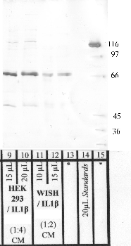 Anti-PAPPA Rabbit Polyclonal Antibody