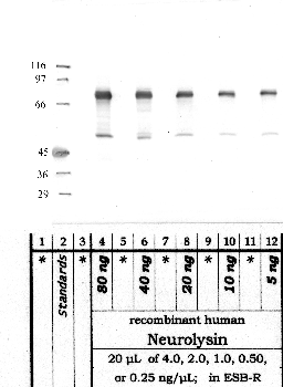 Anti-NLN Rabbit Polyclonal Antibody