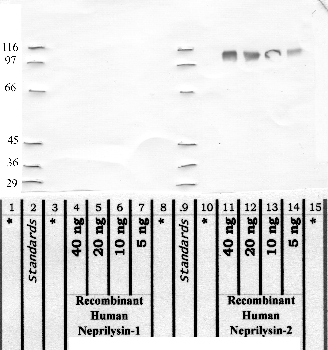 Anti-MMEL1 Rabbit Polyclonal Antibody