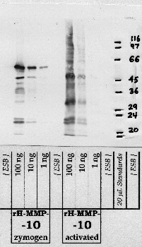 Anti-MMP10 Rabbit Polyclonal Antibody