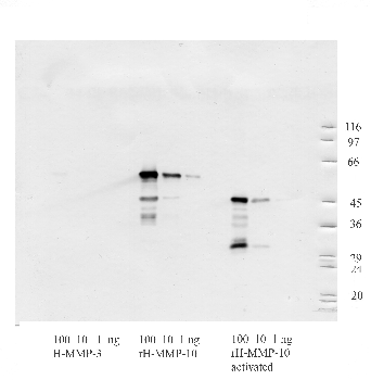 Anti-MMP10 Rabbit Polyclonal Antibody