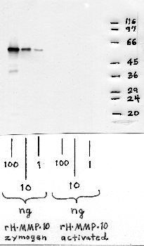 Anti-MMP10 Rabbit Polyclonal Antibody