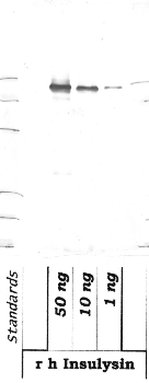 Anti-IDE Rabbit Polyclonal Antibody