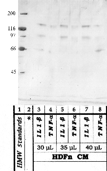 Anti-BMP1 Rabbit Polyclonal Antibody