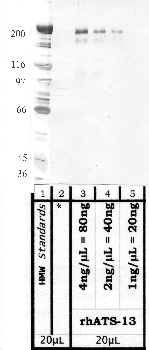 Anti-ADAMTS13 Rabbit Polyclonal Antibody