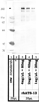 Anti-ADAMTS13 Rabbit Polyclonal Antibody