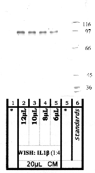 Anti-ADAMTS6 Rabbit Polyclonal Antibody