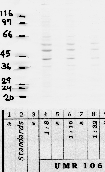 Anti-ADAMTS2 Rabbit Polyclonal Antibody