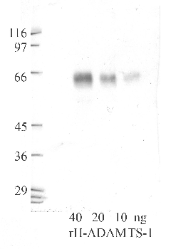 Anti-ADAMTS1 Rabbit Polyclonal Antibody