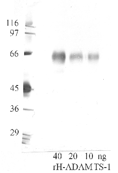 Anti-ADAMTS1 Rabbit Polyclonal Antibody