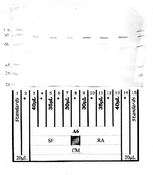 Anti-ADAM13 Rabbit Polyclonal Antibody