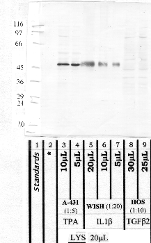 Anti-ADAM10 Rabbit Polyclonal Antibody