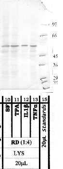 Anti-ADAM9 Rabbit Polyclonal Antibody