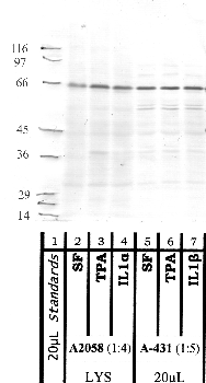 Anti-ADAM9 Rabbit Polyclonal Antibody