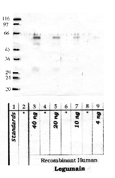 Anti-LGMN Rabbit Polyclonal Antibody