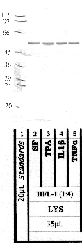 Anti-CAPN8 Rabbit Polyclonal Antibody