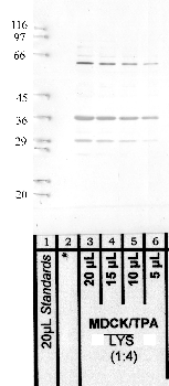 Anti-NAPSA Rabbit Polyclonal Antibody