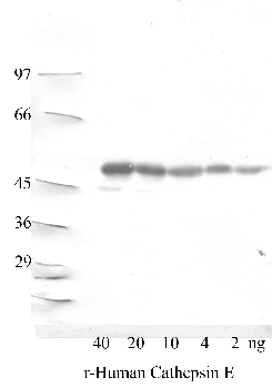 Anti-CTSE Rabbit Polyclonal Antibody