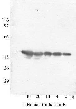 Anti-CTSE Rabbit Polyclonal Antibody