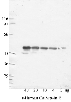 Anti-CTSE Rabbit Polyclonal Antibody