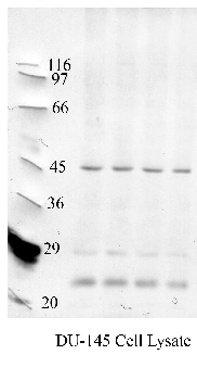 Anti-BACE2 Rabbit Polyclonal Antibody