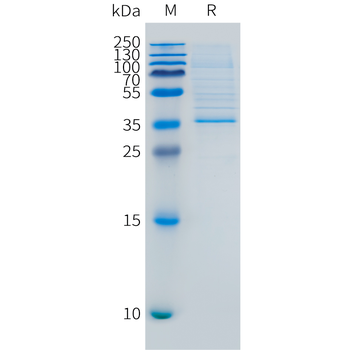 Mouse GITR Protein, hFc Tag