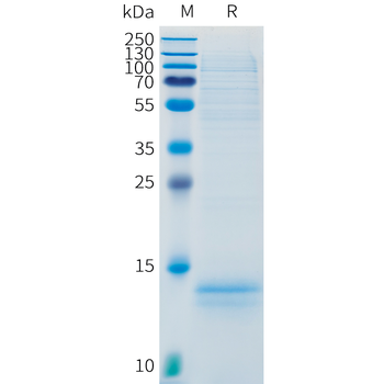 Mouse CD47 Protein, hFc Tag
