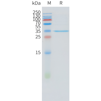 Mouse B7-H3 Protein, hFc Tag
