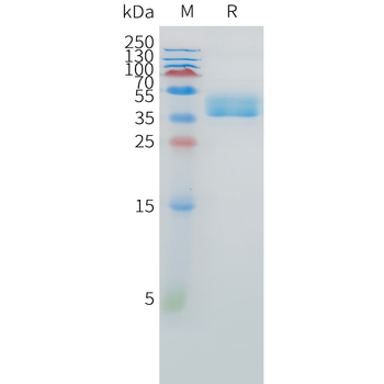 Mouse 2B4 Protein, hFc Tag