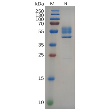 Human LRRC32 Protein, hFc Tag