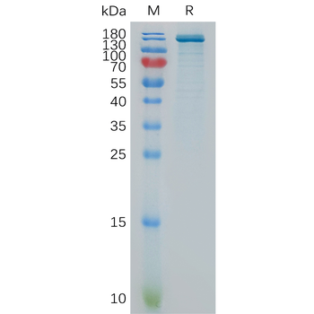 Human NOTCH3 Protein, hFc Tag