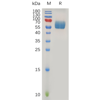 Human CD2 Protein, hFc Tag