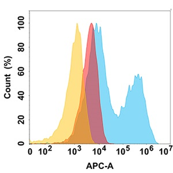 CD10 Antibody