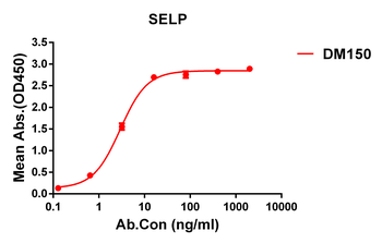SELP Antibody