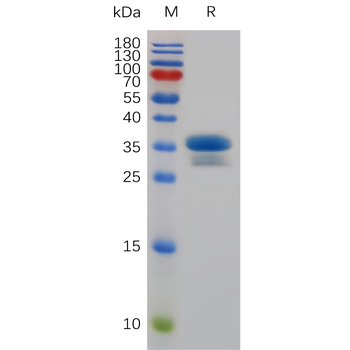 Human BTN3A3 Protein, His Tag