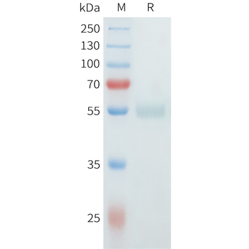 Mouse OX40 Protein, hFc Tag
