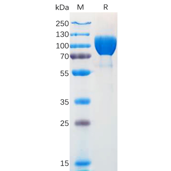 Human TNFSF15 Protein, hFc Tag