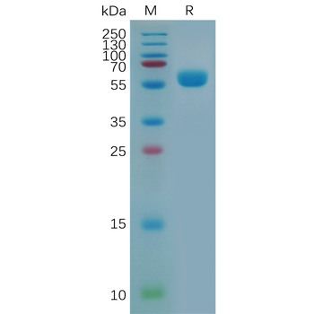 Human ITGB7 Protein, hFc Tag