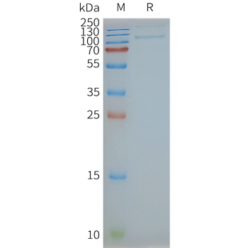 Human TLR4 full length protein-synthetic nanodisc