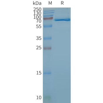 Human FZD4 full length protein-synthetic nanodisc