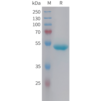 Cynomolgus ADAM9 Protein, His Tag